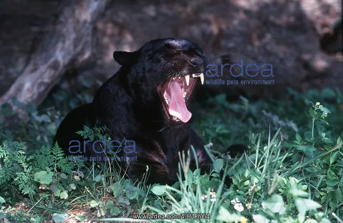 : BLACK LEOPARD - roaring : BLACK LEOPARD - roaring