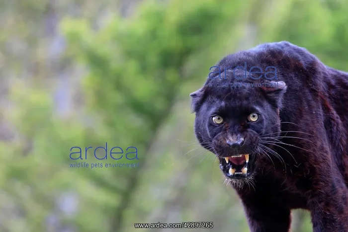 : Black Leopard - snarling : Black Leopard - snarling