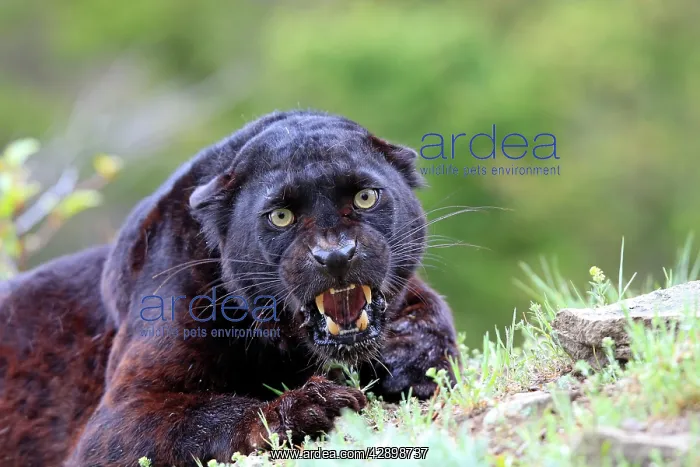 : Black Leopard - snarling : Black Leopard - snarling