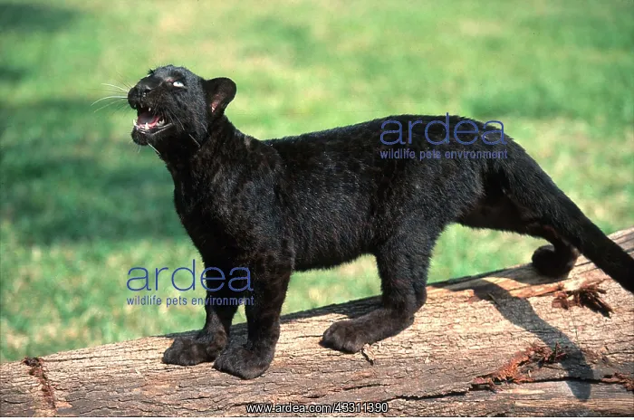 : BLACK LEOPARD - snarling : BLACK LEOPARD - snarling