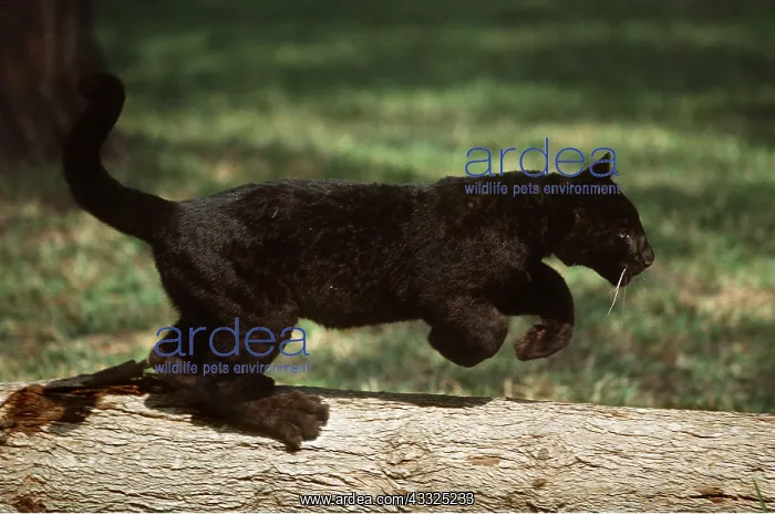 : BLACK LEOPARD - young running along tree trunk : BLACK LEOPARD - young running along tree trunk