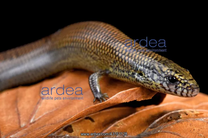: Black-lined skink (Amphiglossus macrocercus), Madagascar : Black-lined skink (Amphiglossus macrocercus), Madagascar