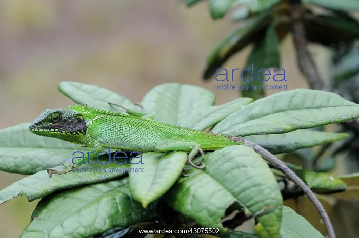 : Black-Lipped Agama Lizard : Black-Lipped Agama Lizard