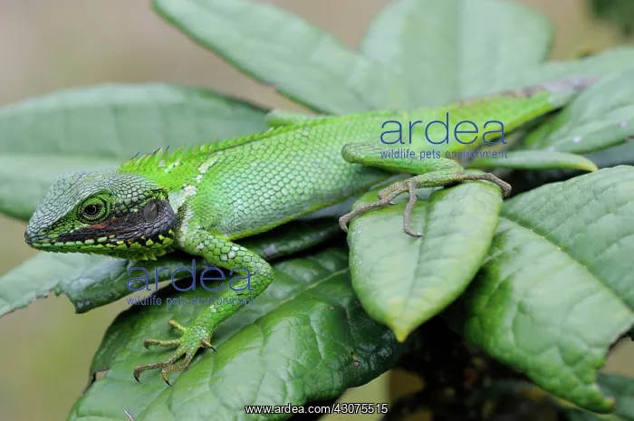 : Black-Lipped Agama Lizard : Black-Lipped Agama Lizard