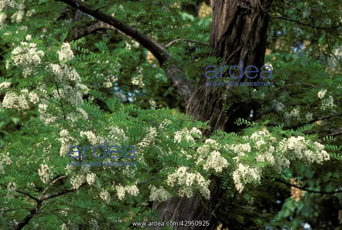 : Black Locust / False Acacia Tree - flowering : Black Locust / False Acacia Tree - flowering
