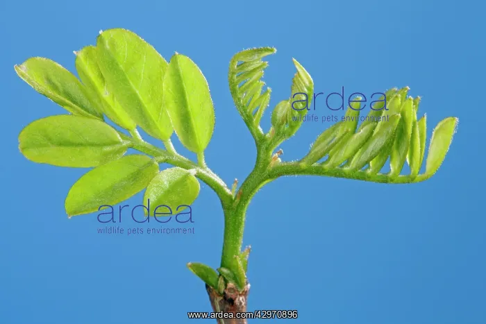 : Black Locust - leaf development : Black Locust - leaf development