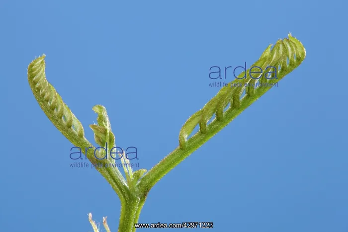 : Black Locust - leaf development : Black Locust - leaf development