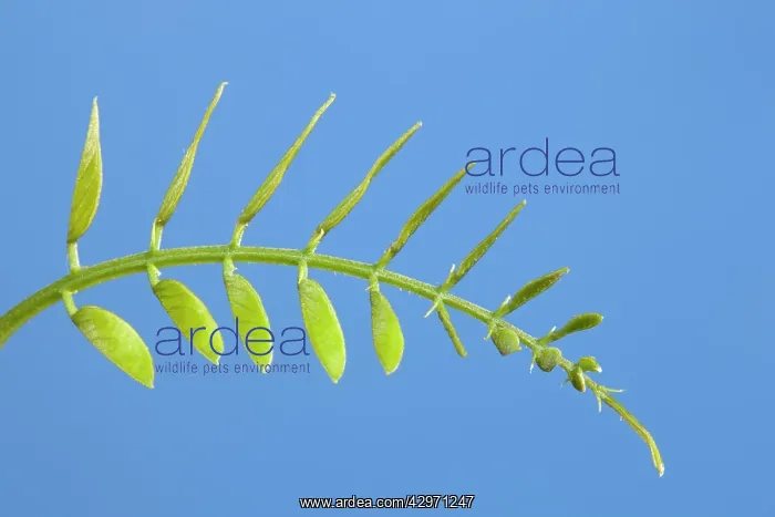 : Black Locust - leaf development : Black Locust - leaf development
