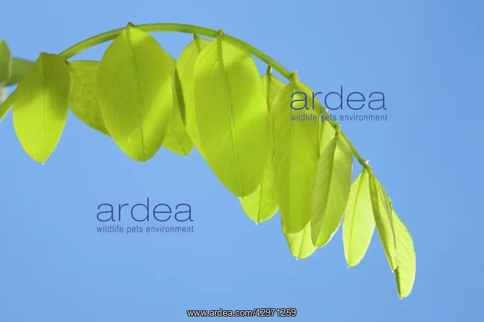 : Black Locust - leaf development : Black Locust - leaf development