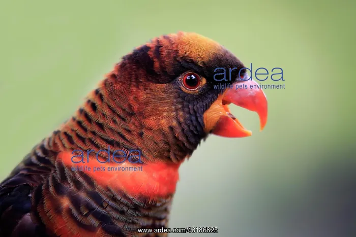 : Black lorikeet, adult portrait, Mount Lofty, dusky : Black lorikeet, adult portrait, Mount Lofty, dusky