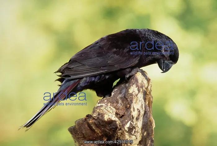 : Black Lory