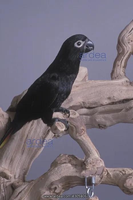 : Black Lory : Black Lory