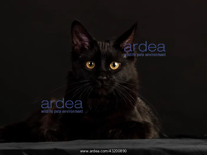 : Black Main Coon cat against black, Germany, Europe : Black Main Coon cat against black, Germany, Europe