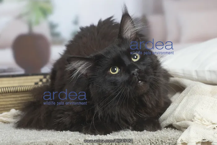 : Black Maine Coon cat indoors : Black Maine Coon cat indoors