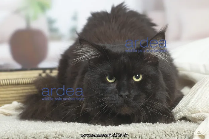 : Black Maine Coon cat indoors : Black Maine Coon cat indoors