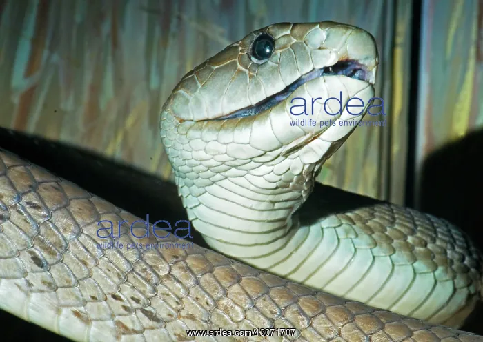 : Black Mamba : Black Mamba