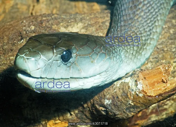 : Black Mamba : Black Mamba