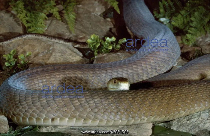 : Black Mamba : Black Mamba