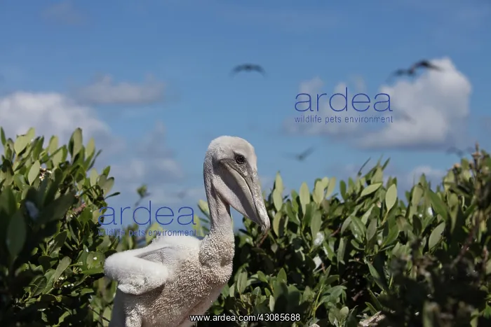 : Black Mamba : Black Mamba