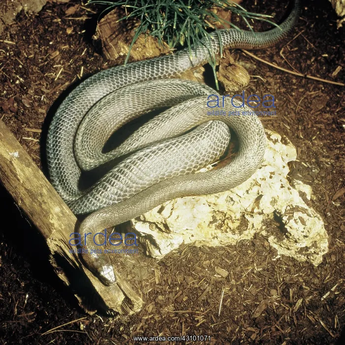 : Black Mamba : Black Mamba