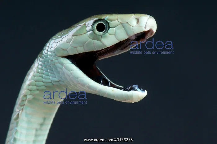 : Black mamba (Dendroaspis polylepis), Uganda : Black mamba (Dendroaspis polylepis), Uganda