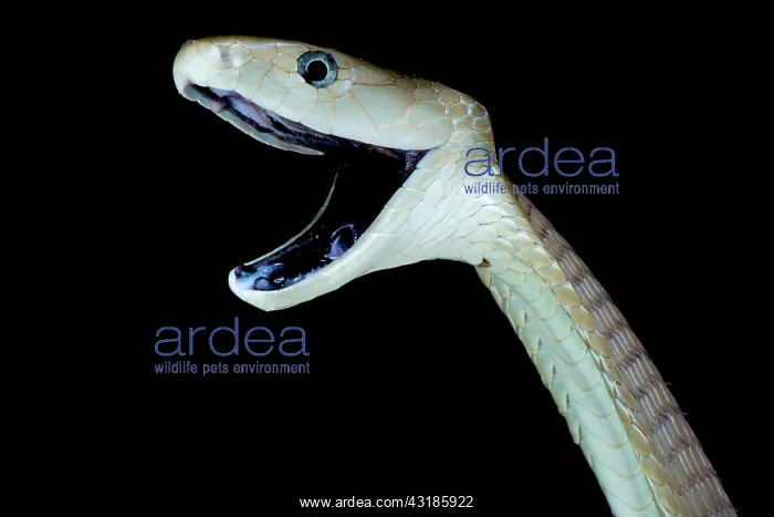 : Black mamba (Dendroaspis polylepis), Uganda : Black mamba (Dendroaspis polylepis), Uganda