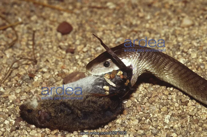 : Black Mamba Eating Rodent : Black Mamba Eating Rodent