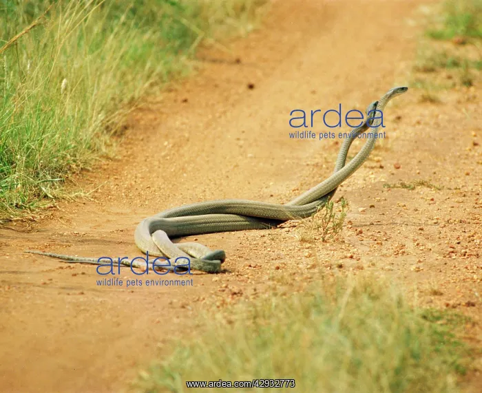 : Black Mamba - males in combat : Black Mamba - males in combat
