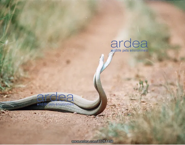 : BLACK MAMBA - males in combat : BLACK MAMBA - males in combat