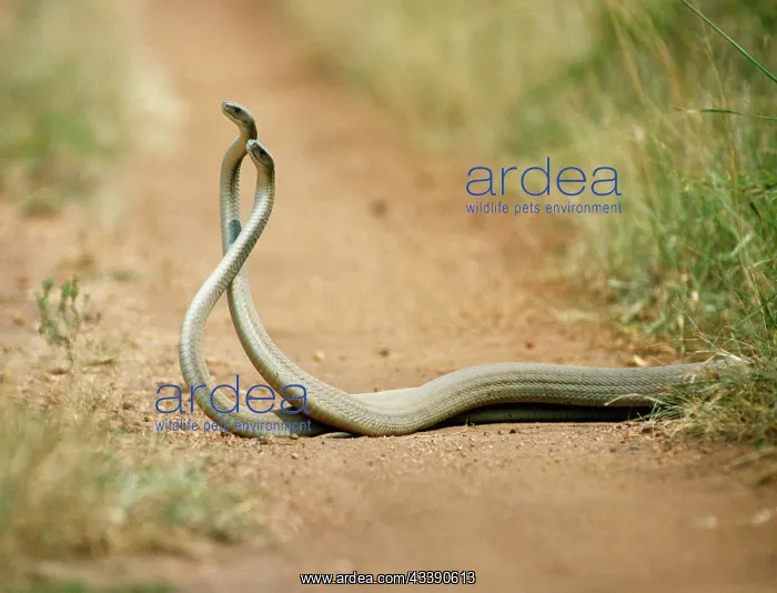 : BLACK MAMBA - Males in combat : BLACK MAMBA - Males in combat