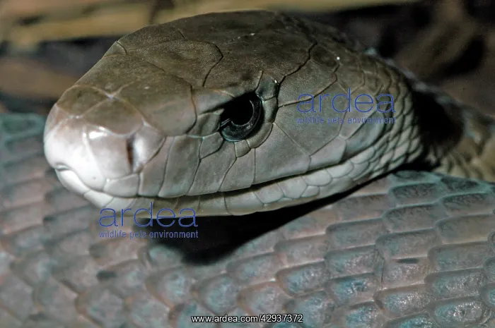 : Black Mamba Snake : Black Mamba Snake