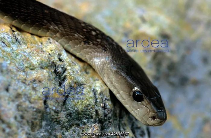 : Black Mamba SNAKE- head close-up : Black Mamba SNAKE- head close-up