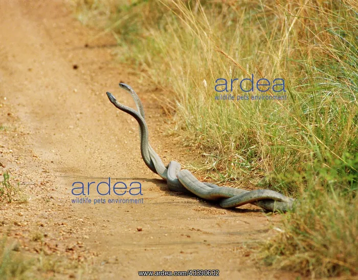 : Black Mambas - males in combat : Black Mambas - males in combat