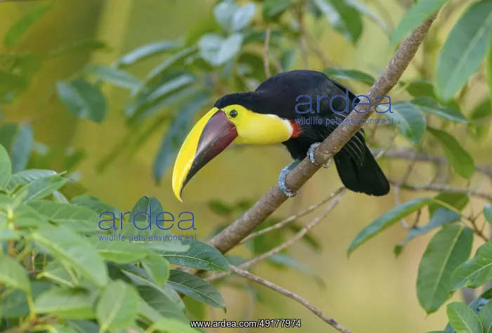 : Black-manabilled Toucan (Ramphastos ambiguus) - at Laguna Lagarto Lodge near Boca Tapada : Black-manabilled Toucan (Ramphastos ambiguus) - at Laguna Lagarto Lodge near Boca Tapada