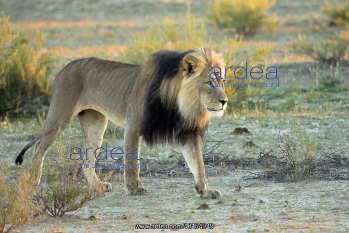 : Lion. A black maned kalahari lion (Panthera Leo) walks through a dried river bed : Lion. A black maned kalahari lion (Panthera Leo) walks through a dried river bed