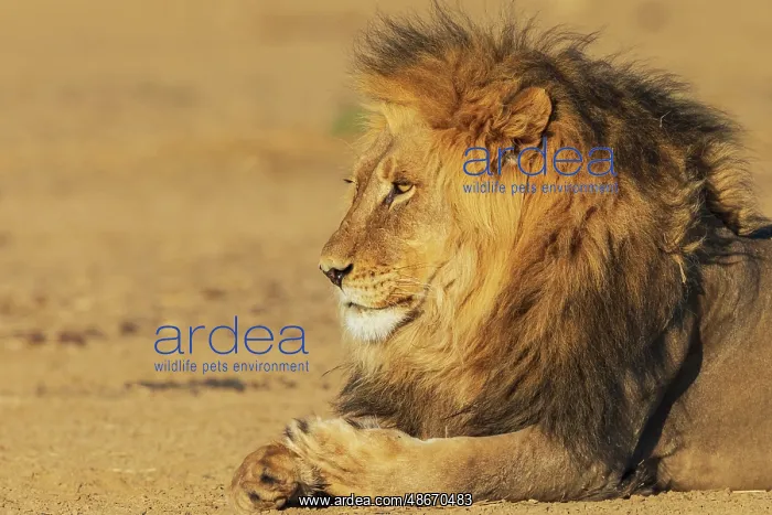 : Black-maned lion male resting in the morning sun of the : Black-maned lion male resting in the morning sun of the