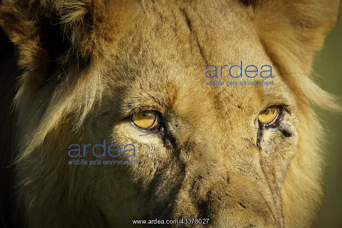 : Black maned lion (Panthera leo) close up of his : Black maned lion (Panthera leo) close up of his