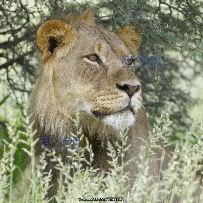 : Black-maned lion (Panthera leo vernayi), male sitting : Black-maned lion (Panthera leo vernayi), male sitting