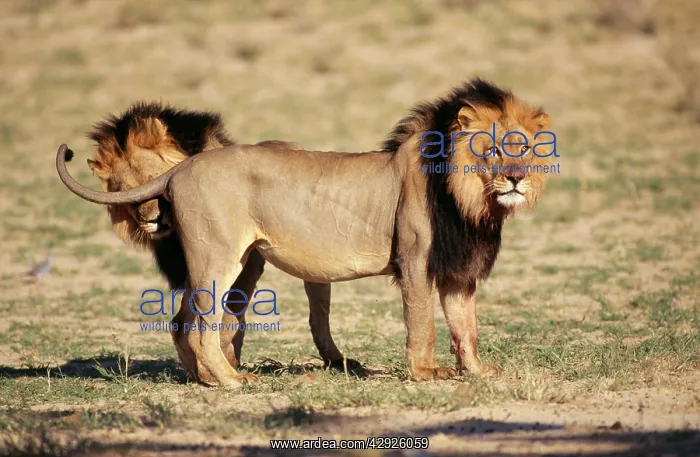 : Black-maned LION - side view, second lion behind first : Black-maned LION - side view, second lion behind first