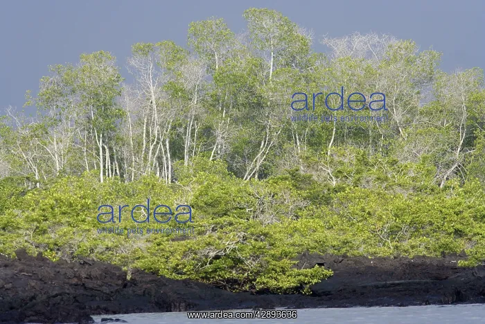 : Black Mangrove : Black Mangrove