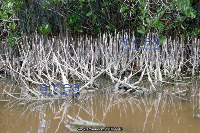 : Black Mangrove - aerial roots : Black Mangrove - aerial roots