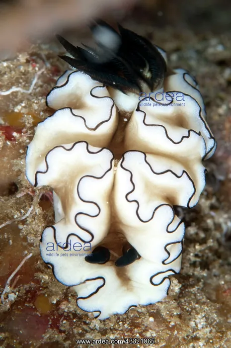 : Black-margined Glossodoris Nudibranch : Black-margined Glossodoris Nudibranch