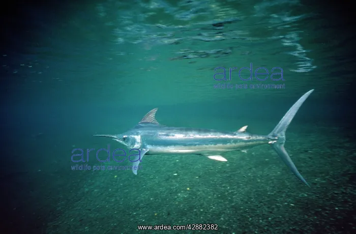 : Black Marlin : Black Marlin