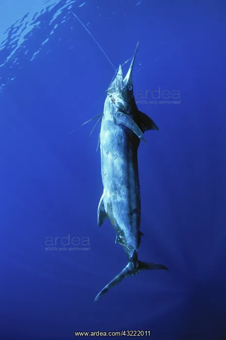 : Black Marlin hooked on line : Black Marlin hooked on line