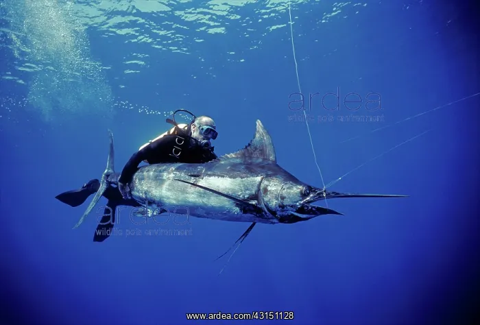 : Black Marlin on Longline : Black Marlin on Longline