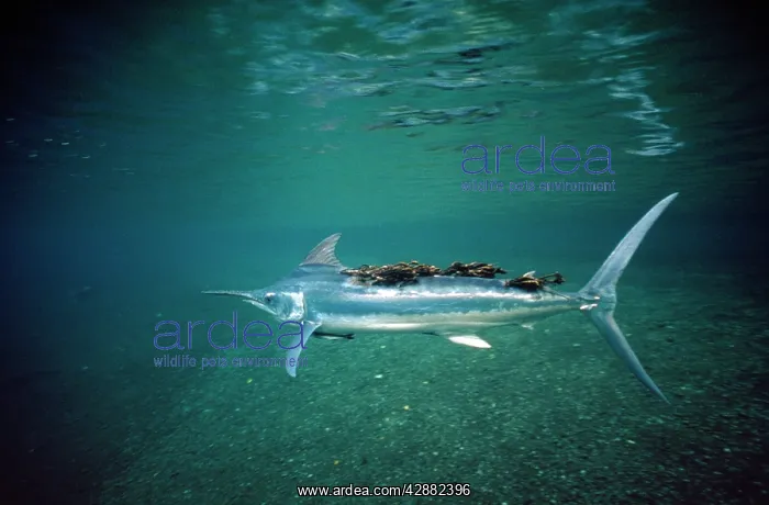 : Black Marlin - with parasites : Black Marlin - with parasites