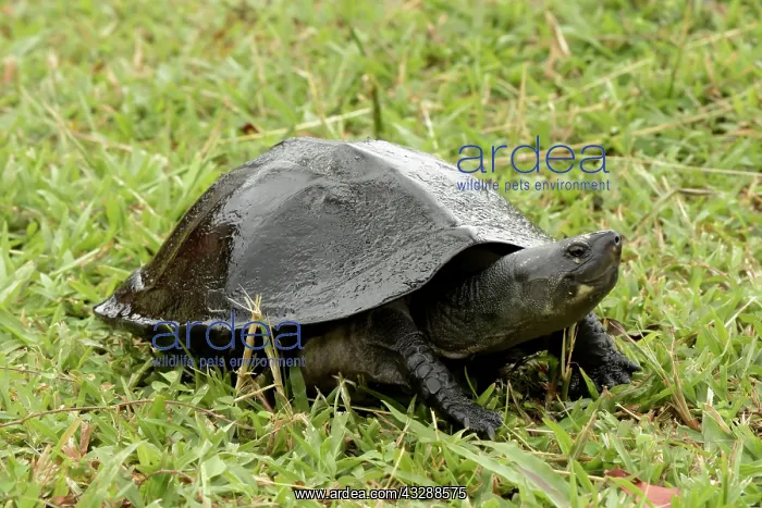 : Black Marsh Turtle (Siebenrockiella crassicollis), Turtle Co : Black Marsh Turtle (Siebenrockiella crassicollis), Turtle Co