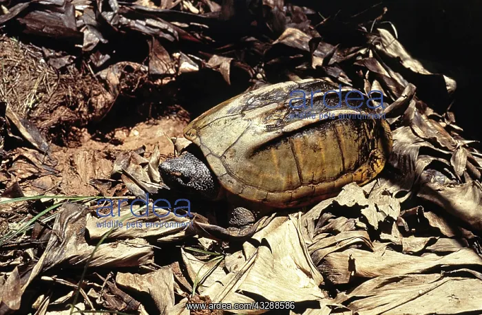 : Black Marsh Turtle (Siebenrockiella crassicollis) : Black Marsh Turtle (Siebenrockiella crassicollis)