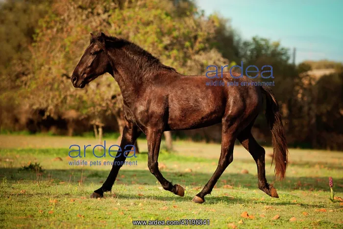 : Black Menorquin stallion, trotting on meadow, Majorca : Black Menorquin stallion, trotting on meadow, Majorca
