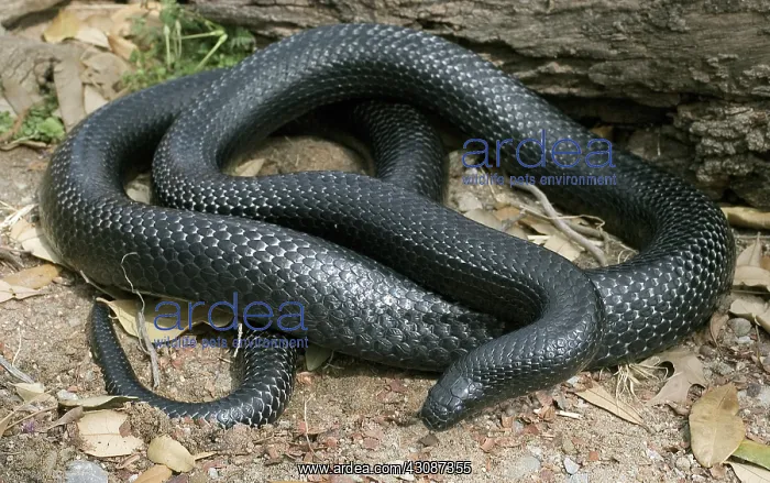 : Black Milksnake : Black Milksnake